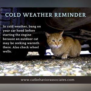 Protect the kitties and other wildlife this winter!